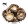 China-Lieferant kundenspezifischer gesunder organischer getrockneter Shiitakepilz